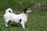 JACK RUSSEL 052